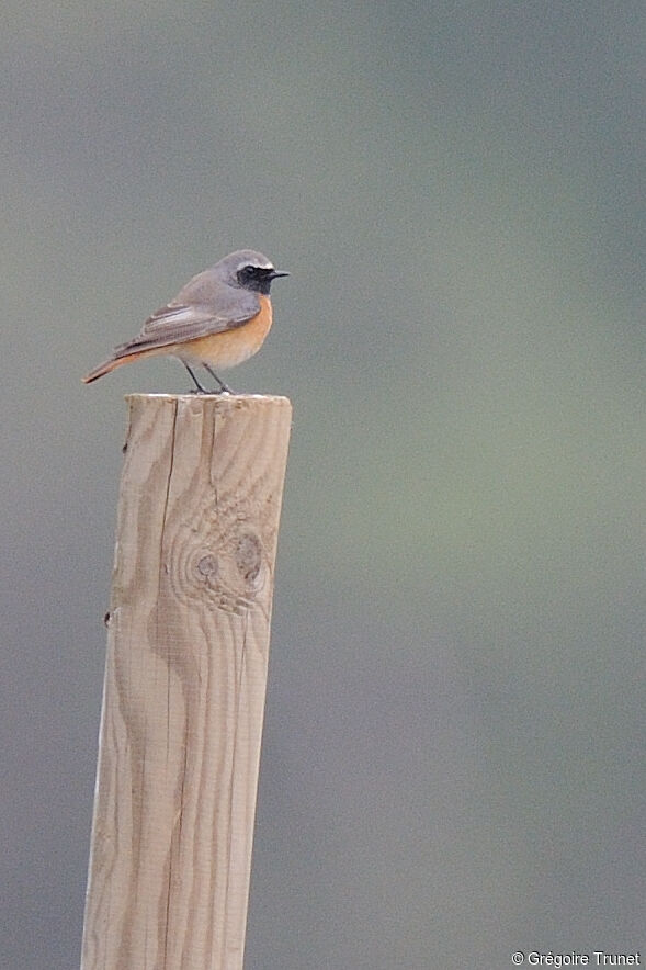 Common Redstart