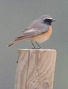 Common Redstart