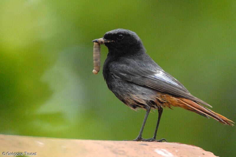 Black Redstart