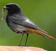 Black Redstart