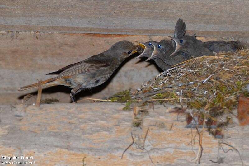 Black Redstart, Reproduction-nesting