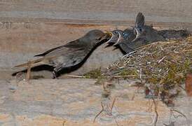 Black Redstart