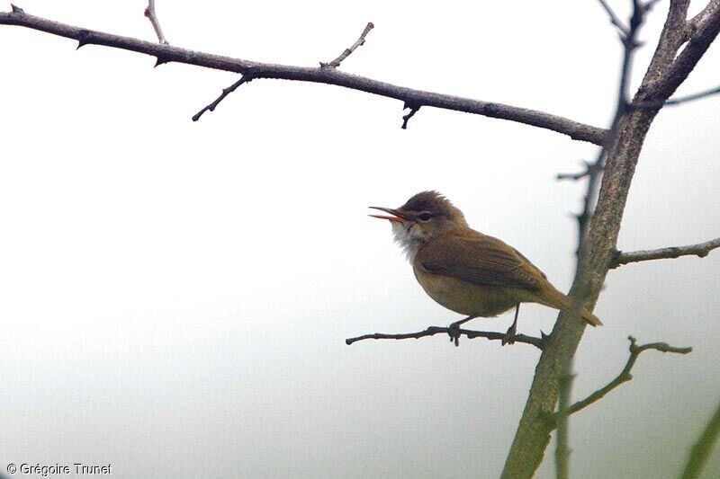 Common Reed Warbler