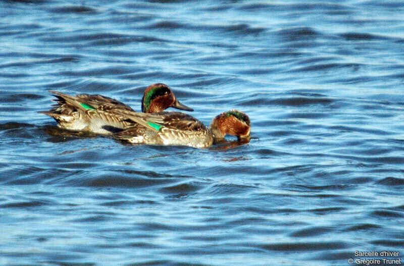 Eurasian Teal