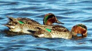 Eurasian Teal