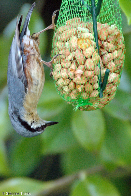 Eurasian Nuthatch