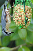 Eurasian Nuthatch