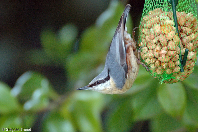 Eurasian Nuthatch