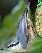 Eurasian Nuthatch