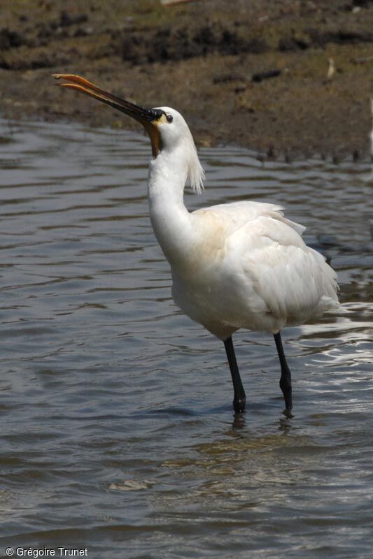 Eurasian Spoonbill