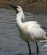 Eurasian Spoonbill