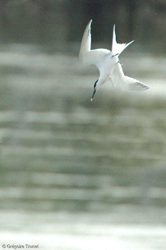 Sandwich Tern