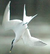 Sandwich Tern