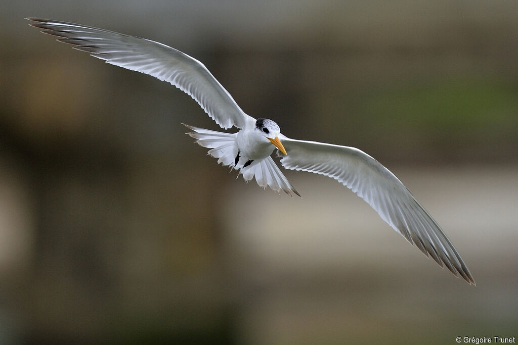 Lesser Crested Tern