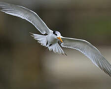 Lesser Crested Tern