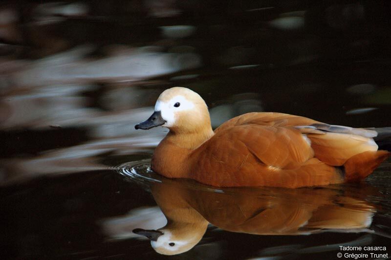 Ruddy Shelduck