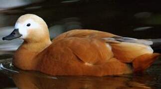 Ruddy Shelduck