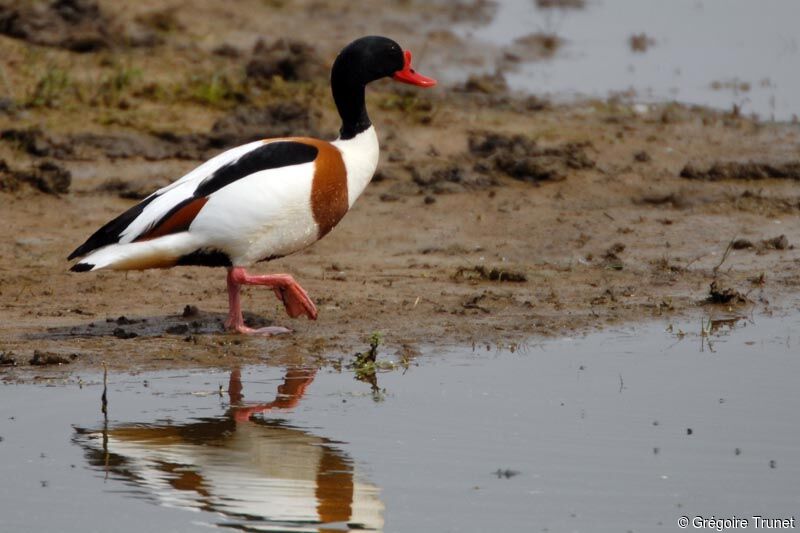 Common Shelduck