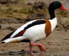 Common Shelduck