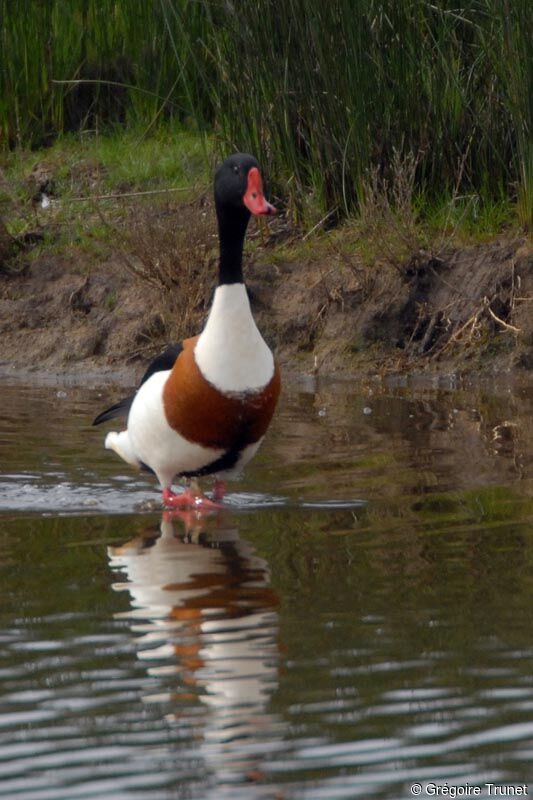 Common Shelduck