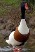 Common Shelduck