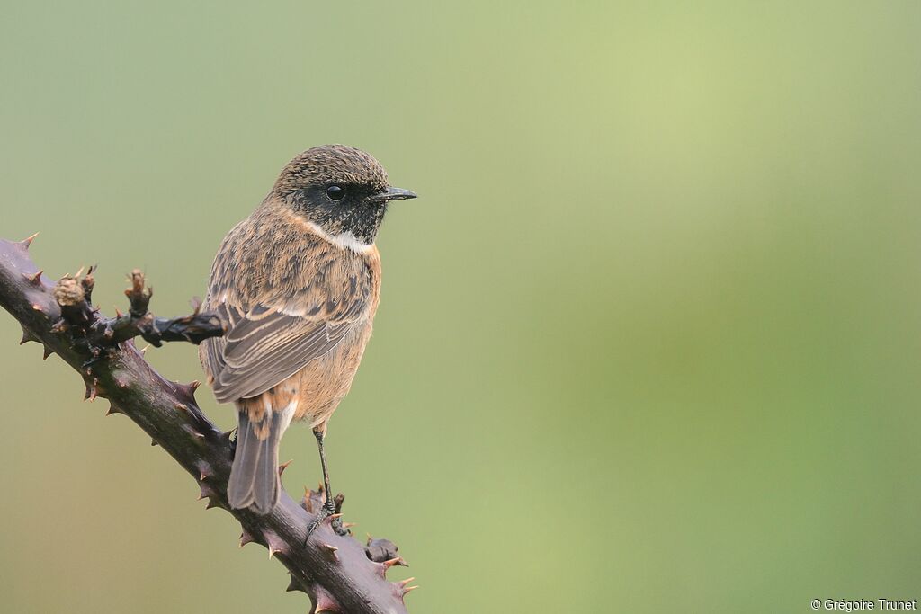 European Stonechat