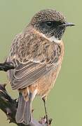 European Stonechat