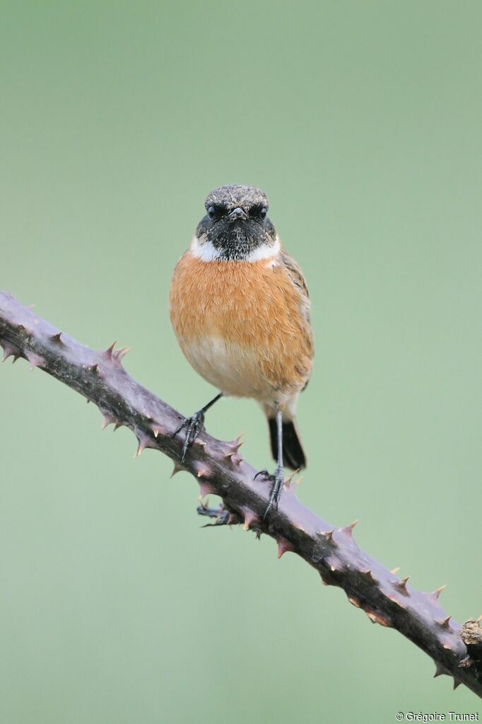 European Stonechat