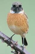 European Stonechat