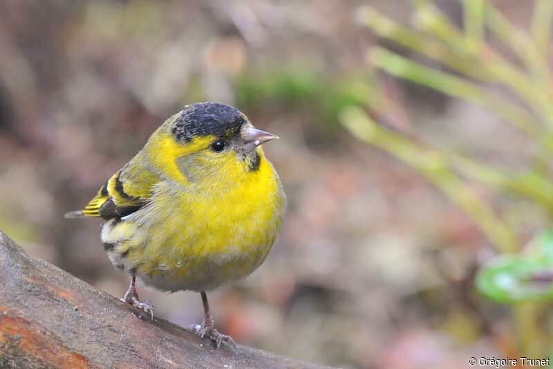 Eurasian Siskin