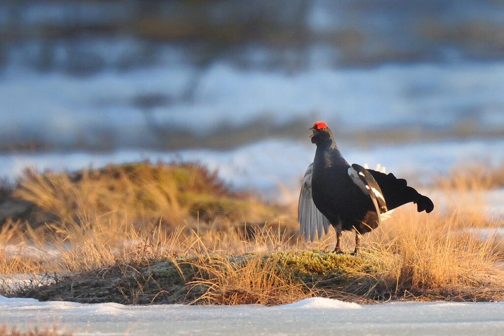 Black Grouse