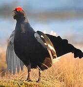 Black Grouse