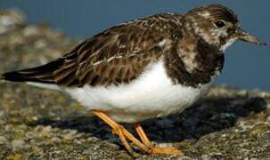 Ruddy Turnstone