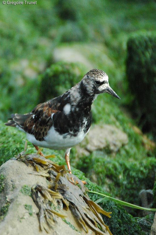 Ruddy Turnstone