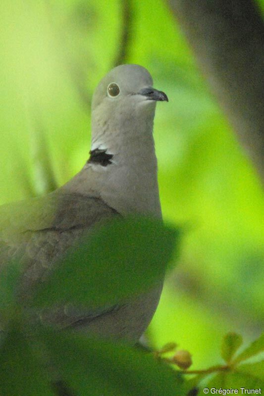 Eurasian Collared Dove