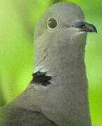 Eurasian Collared Dove