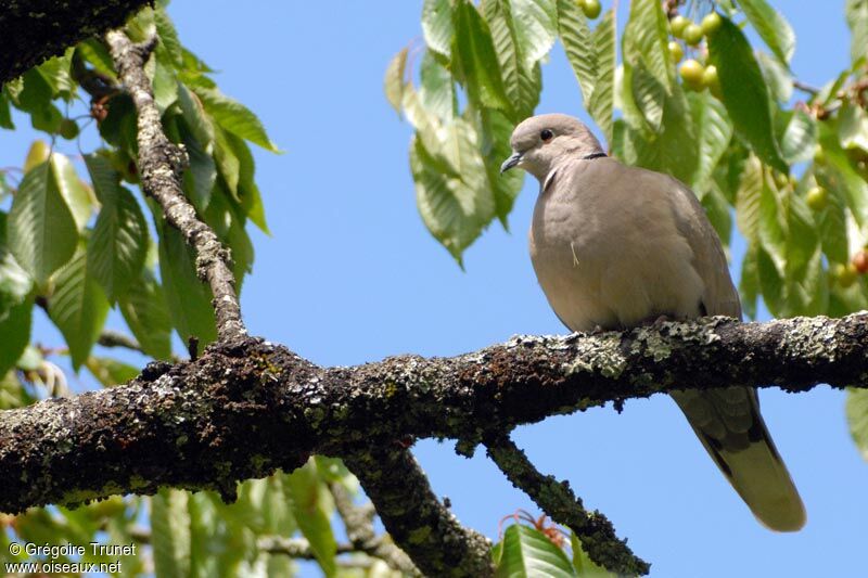 Eurasian Collared Dove