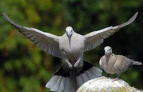 Eurasian Collared Dove