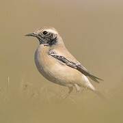 Desert Wheatear