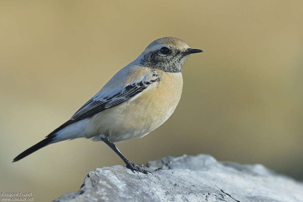 Traquet du désert mâle adulte internuptial, identification