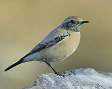 Desert Wheatear