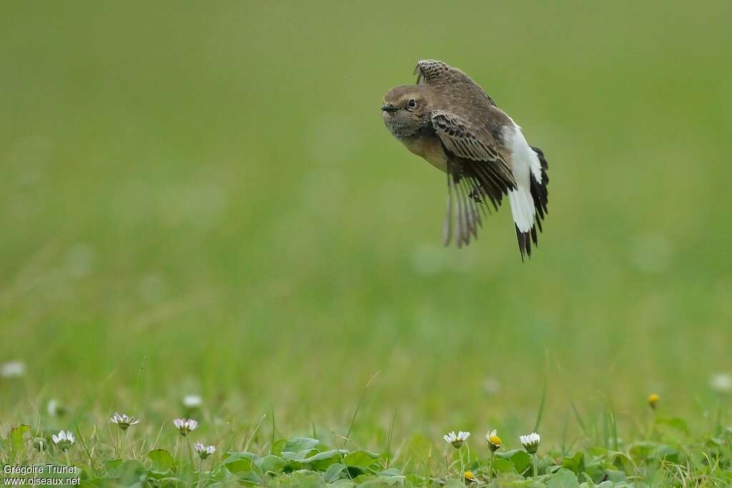 Pied Wheatear, aspect, pigmentation, Flight