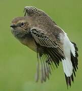 Pied Wheatear