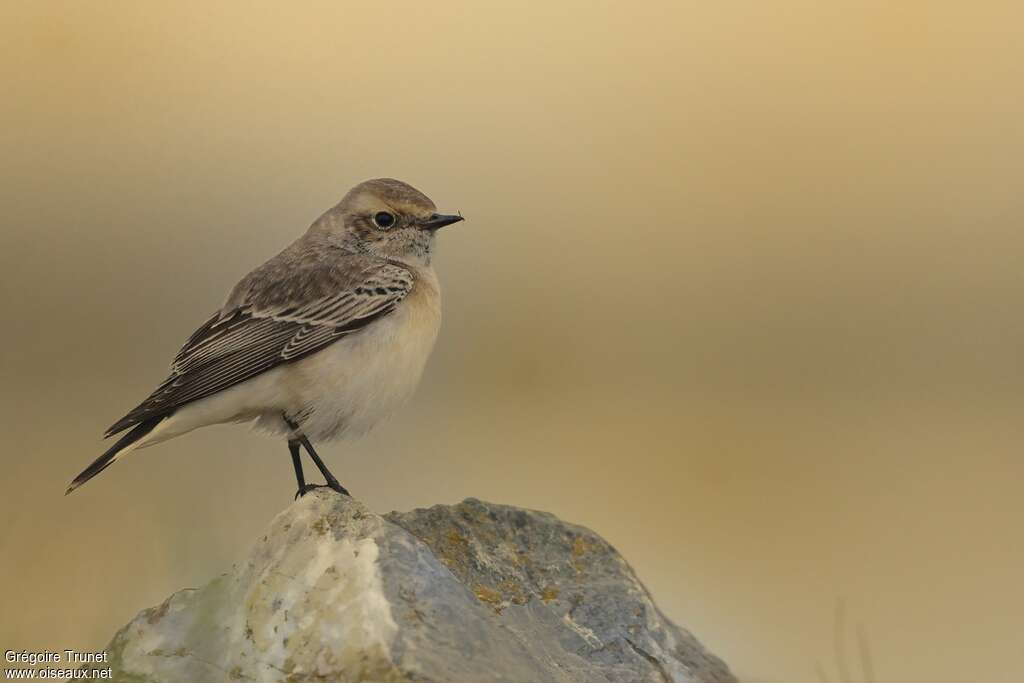 Pied WheatearFirst year, identification