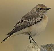 Pied Wheatear