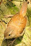 Eurasian Wren