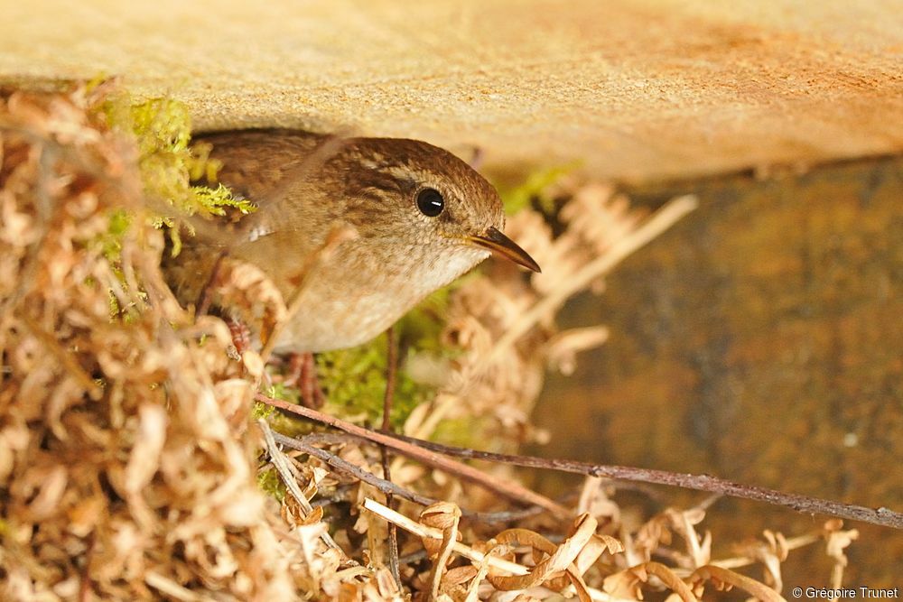 Troglodyte mignon