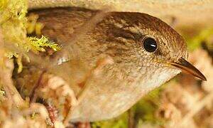 Eurasian Wren