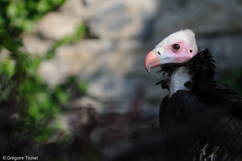 White-headed Vulture