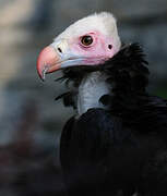 White-headed Vulture